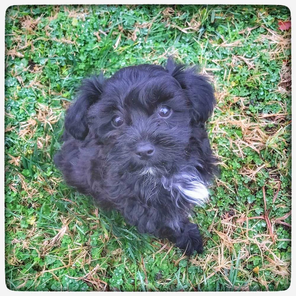 Cute puppy portrait on the grass