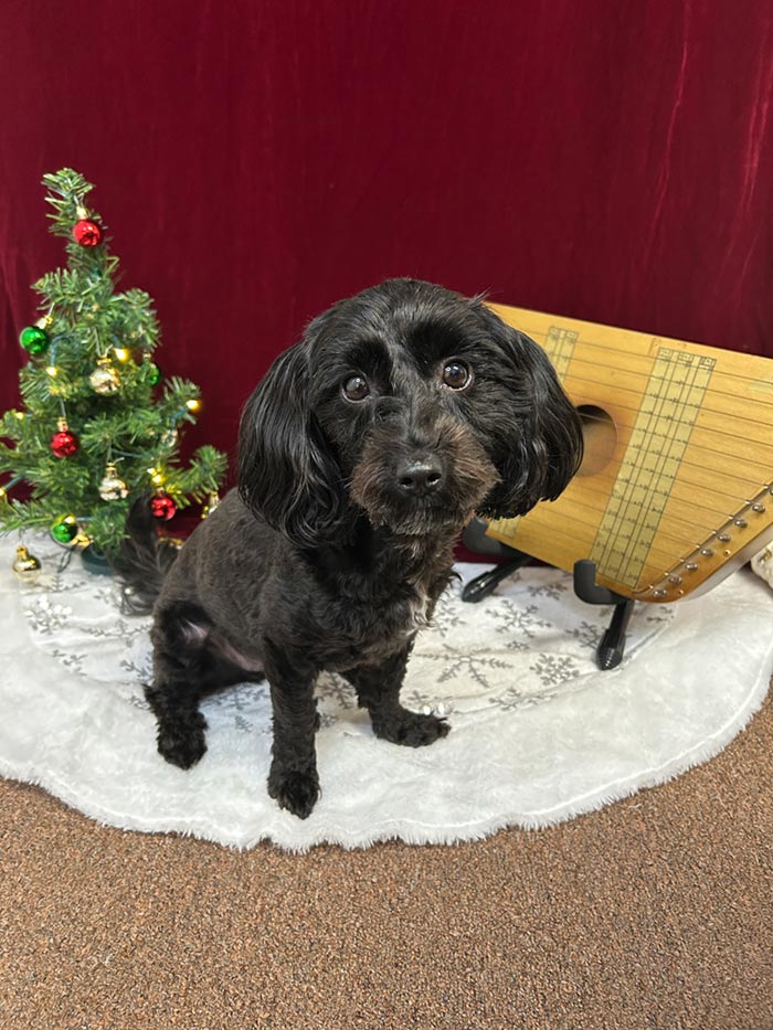 Cute puppy Christmas portrait
