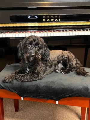 Cute puppy with Valentine clothes