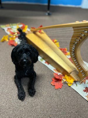 Adorable dog playing harp