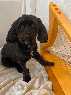 Sweet dog playing harp